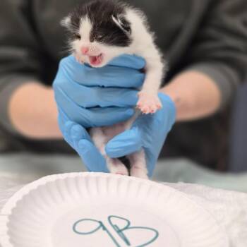 Domestic Short Hair Cats Available for Adoption in Vineland, New Jersey - Rumble | PetCurious