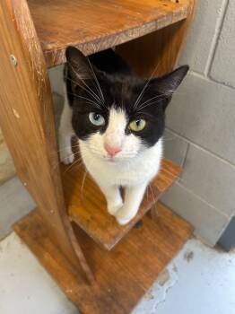 Rescue Domestic Short Hair Cats for Adoption in Greenwood, Mississippi - Mickey Mouse | PetCurious