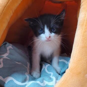 Domestic Short Hair Cats Available for Adoption in Westminster, California - Atlas | PetCurious