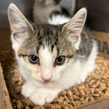 Cecily -  Domestic Short Hair Cat for Adoption in Newark, New Jersey - Cecily | PetCurious