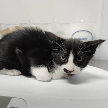 Weber -  Domestic Short Hair Cat for Adoption in Clearwater, Florida - Weber | PetCurious