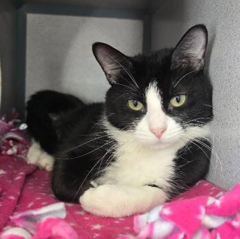 Boots -  Domestic Short Hair Cat for Adoption in Waterloo, Iowa - Boots | PetCurious