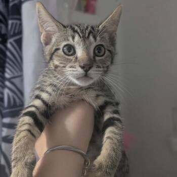Hodgins -  Domestic Short Hair Cat for Adoption in Bentonville, Arkansas - Hodgins | PetCurious