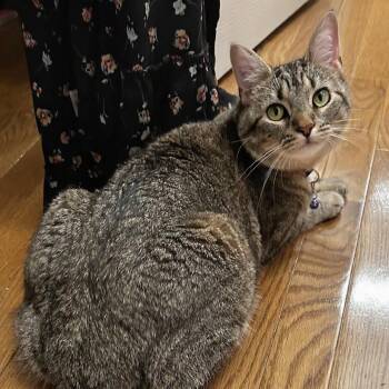 Ferrari -  Domestic Short Hair Cat for Adoption in Lyndhurst, Virginia - Ferrari | PetCurious