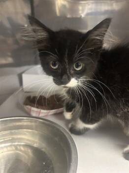 MIDNIGHT -  Domestic Long Hair Cat for Adoption in Doral, Florida - MIDNIGHT | PetCurious