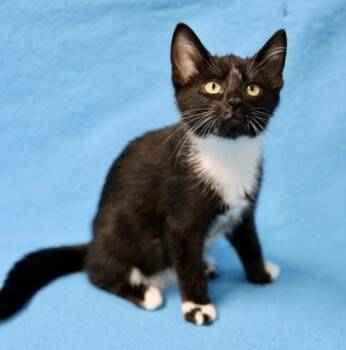 Rescue Domestic Short Hair Cats for Adoption in Hastings, Minnesota - Memphis | PetCurious