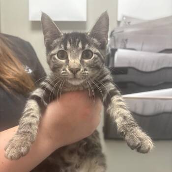 Snugglebug -  Domestic Short Hair Cat for Adoption in Tulsa, Oklahoma - Snugglebug | PetCurious