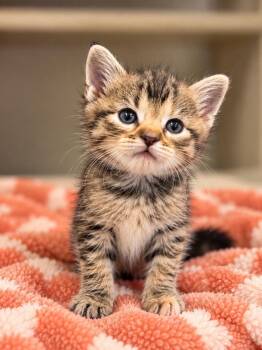 Betty -  Domestic Short Hair Cat for Adoption in Lafayette, Louisiana - Betty | PetCurious