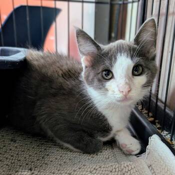 Sebastian -  Domestic Short Hair Cat for Adoption in Newburgh, Indiana - Sebastian | PetCurious