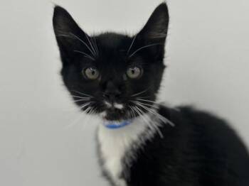 Windy -  Domestic Short Hair Cat for Adoption in Portland, Oregon - Windy | PetCurious