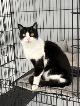 Genna -  American Shorthair Cat for Adoption in Big Rapids, Michigan - Genna | PetCurious