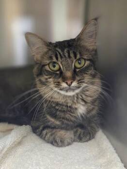 S`more -  Domestic Long Hair and Domestic Short Hair Cat for Adoption in Westland, Michigan - S`more | PetCurious