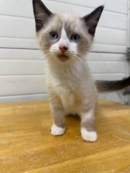 Lynx -  Domestic Short Hair Cat for Adoption in Lagrange, Indiana - Lynx | PetCurious