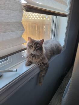 Domestic Long Hair Cats Available for Adoption in Wakefield, Quebec - Dahlia | PetCurious