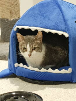 Rescue Domestic Short Hair Cats for Adoption in Walled Lake, Michigan - Lavern | PetCurious