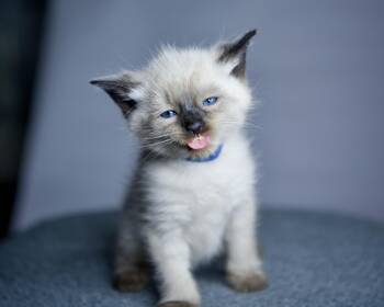 Siamese and Domestic Medium Hair Cats Available for Adoption in Bethel Park, Pennsylvania - Astroid | PetCurious