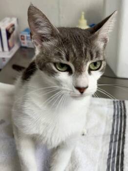 Domestic Short Hair Cats Available for Adoption in San Antonio, Texas - Schlitterbahn | PetCurious
