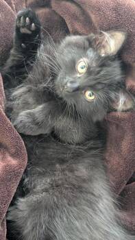 Greenie -  Domestic Medium Hair Cat for Adoption in Arthur, Ontario - Greenie | PetCurious