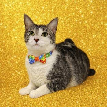 Domestic Short Hair Cats Available for Adoption - Fantasia | PetCurious