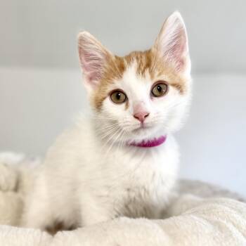 Domestic Short Hair Cats Available for Adoption in Rochester, Minnesota - Ember | PetCurious
