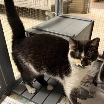 Domestic Short Hair Cats Available for Adoption - (16788) | PetCurious