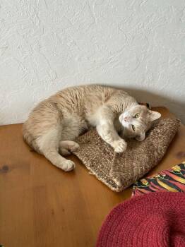 Bandit 5 -  Domestic Short Hair Cat Available for Adoption in Tucson, Arizona - Bandit 5 | PetCurious