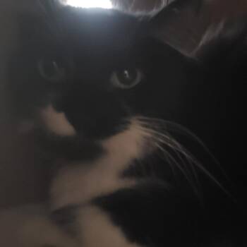Rhino -  Domestic Short Hair Cat for Adoption - Rhino | PetCurious