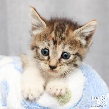 Domestic Short Hair Cats Available for Adoption in Washington, District Of Columbia - Fatima | PetCurious