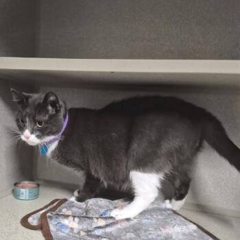 Domestic Short Hair Cats Available for Adoption in Austin, Texas - Kaya | PetCurious