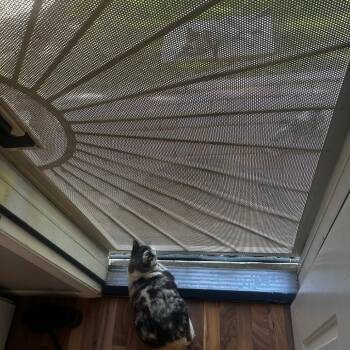 Pachinko -  Siamese Cat for Adoption in Tempe, Arizona - Pachinko | PetCurious