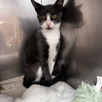 Rescue Domestic Short Hair Cats for Adoption in Mobile, Alabama - Raccoon | PetCurious