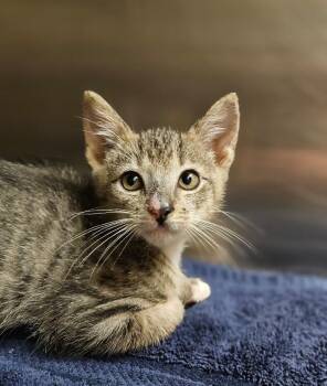 Jonah -  Domestic Short Hair Cat for Adoption in Disputanta, Virginia - Jonah | PetCurious