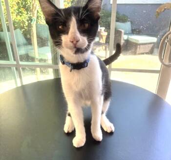 Tommy -  Domestic Short Hair Cat for Adoption in Whittier, California - Tommy | PetCurious