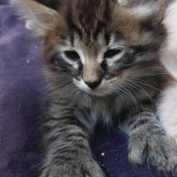 Tigger -  Extra Toes Cat Hemingway Polydactyl Cat for Adoption in Tampa, Florida - Tigger | PetCurious