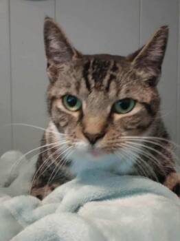 Rescue Domestic Short Hair Cats for Adoption in Brighton, New York - Allie (Your New Best Friend) | PetCurious