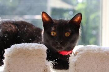Charlotte -  Domestic Short Hair Cat for Adoption in Mayfield, New York - Charlotte | PetCurious