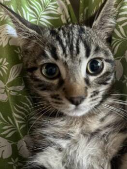 Rebel -  Domestic Short Hair Cat for Adoption in Magnolia, Texas - Rebel | PetCurious