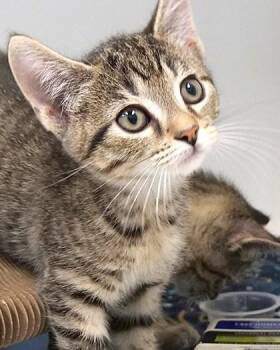 Ladel -  Domestic Short Hair Cat for Adoption in Fishers, Indiana - Ladel | PetCurious