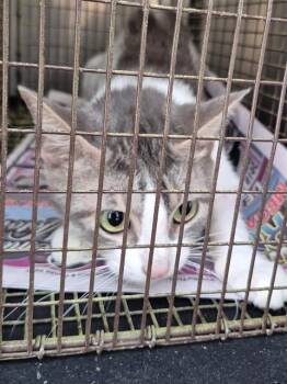 TITI -  Domestic Medium Hair Cat for Adoption in San Antonio, Texas - TITI | PetCurious
