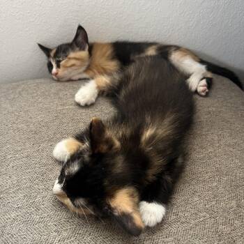 Matilda -  Domestic Short Hair Cat for Adoption in Spokane, Washington - Matilda | PetCurious