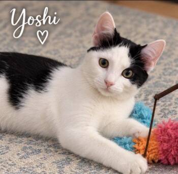 Yoshi -  Domestic Short Hair Cat for Adoption in Cuyahoga Falls, Ohio - Yoshi | PetCurious