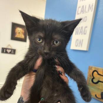 Sally -  Domestic Short Hair Cat for Adoption in Birmingham, Alabama - Sally | PetCurious