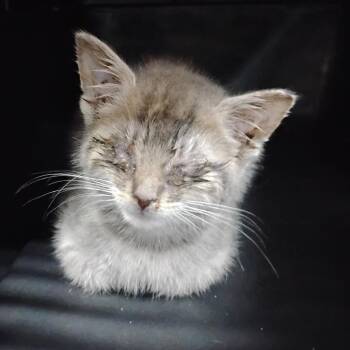 Domestic Short Hair Cats Available for Adoption in Summerville, South Carolina - Bisbee | PetCurious