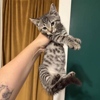 Confetti -  Domestic Short Hair Cat for Adoption in Granville, Ohio - Confetti | PetCurious