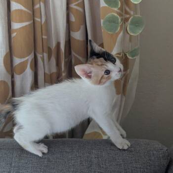 Princess -  Domestic Short Hair Cat for Adoption in Pleasanton, California - Princess | PetCurious