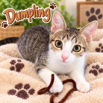 Dumpling -  Domestic Short Hair Cat for Adoption in Dalton, Georgia - Dumpling | PetCurious