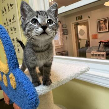 Rescue Domestic Short Hair Cats for Adoption in Monroe, North Carolina - Dahlia | PetCurious