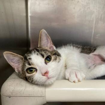 Megan -  Domestic Short Hair Cat for Adoption in Roanoke, Virginia - Megan | PetCurious