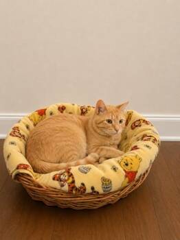 Domestic Short Hair Cats Available for Adoption in North Richland Hills, Texas - Eeyore | PetCurious