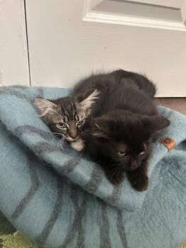 Kris -  Domestic Medium Hair Cat for Adoption in Pacifica, California - Kris | PetCurious